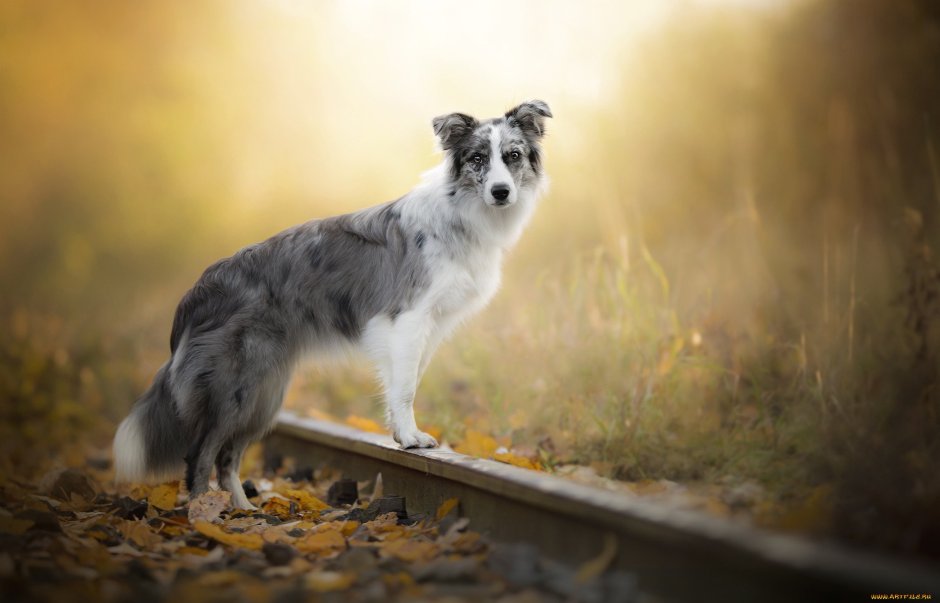 Собака обижака