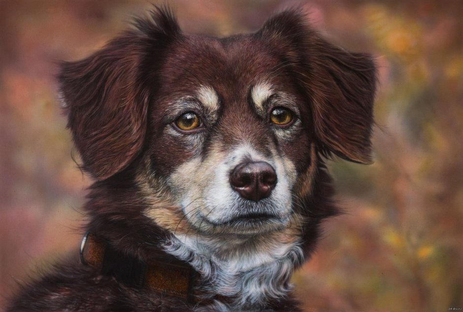 Бигль собака фото