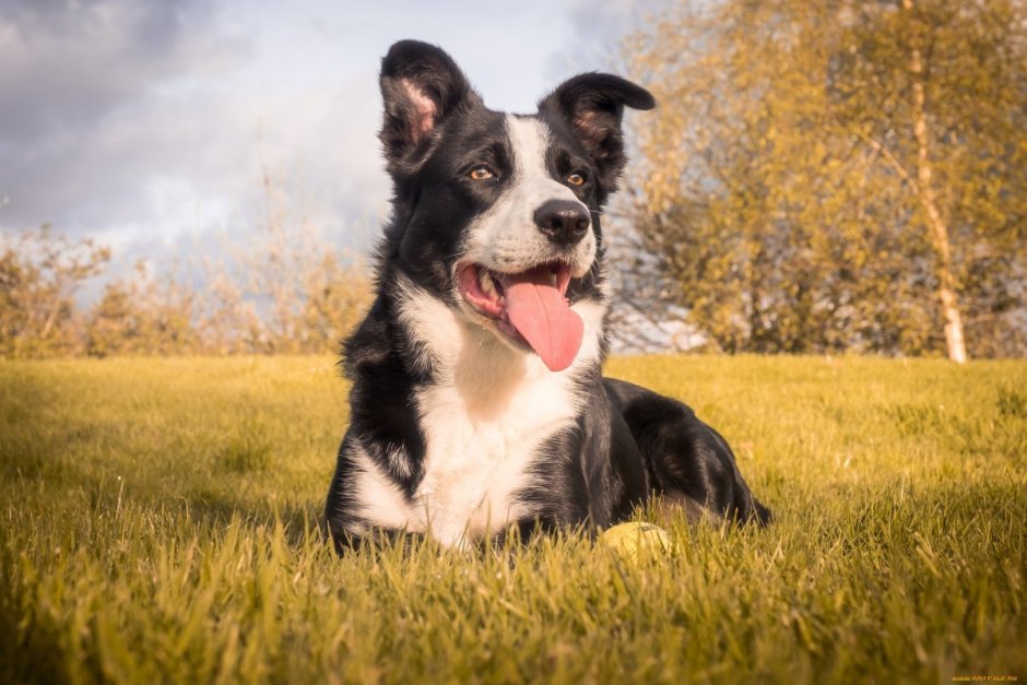 Бордер колли улыбается