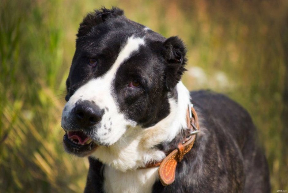 Пикули собака