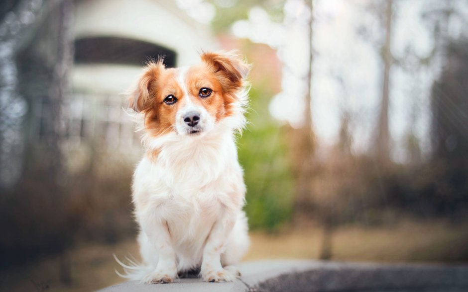 Милые собаки