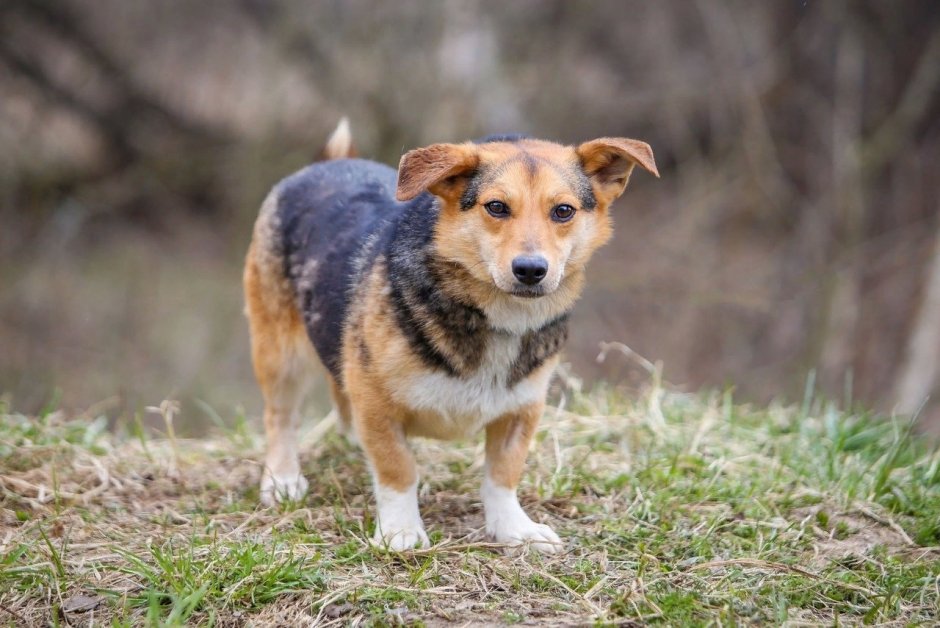 Пикуль собака