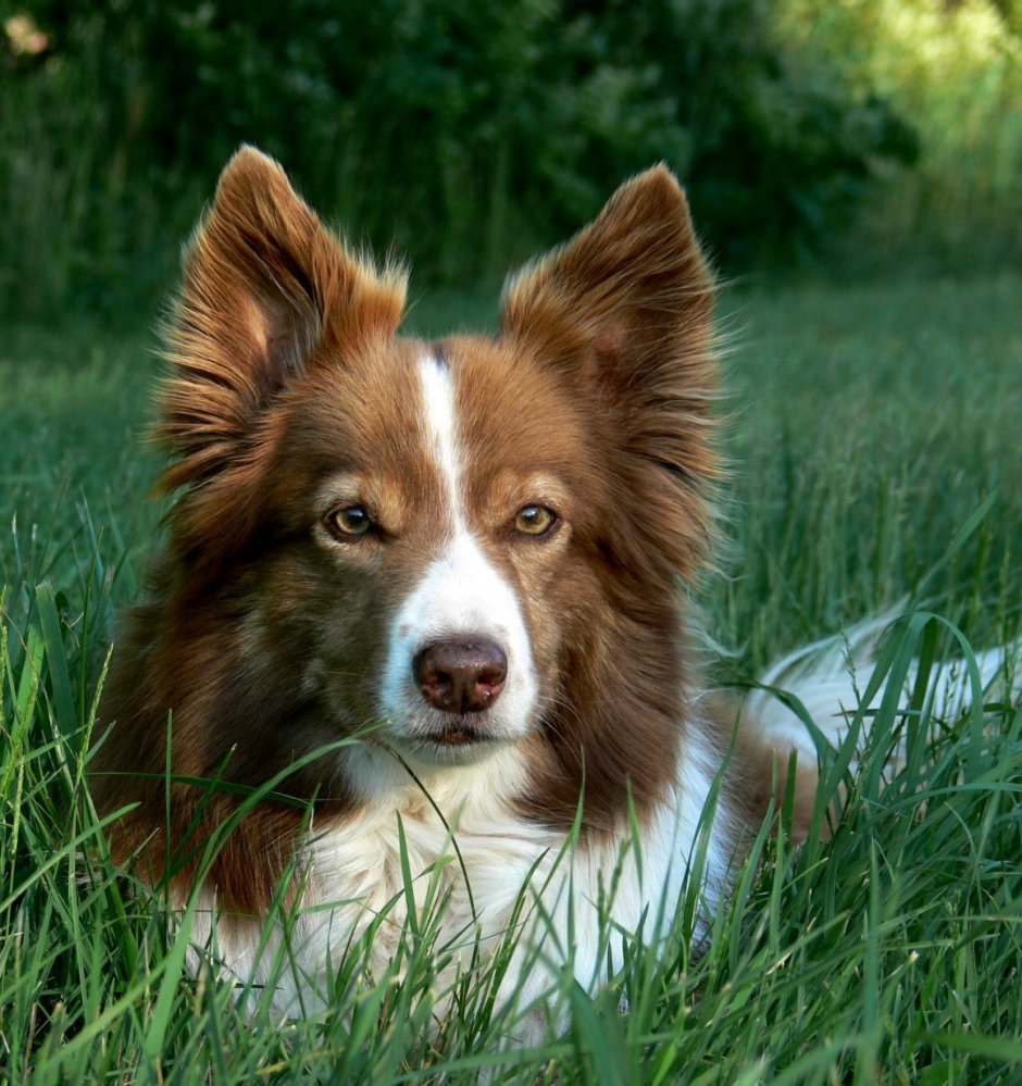 Бигль Пуппи карликовый