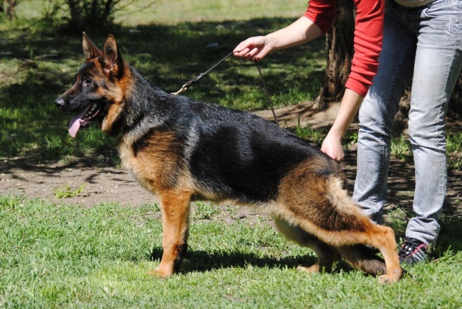 Немецкая овчарка чепрачного окраса