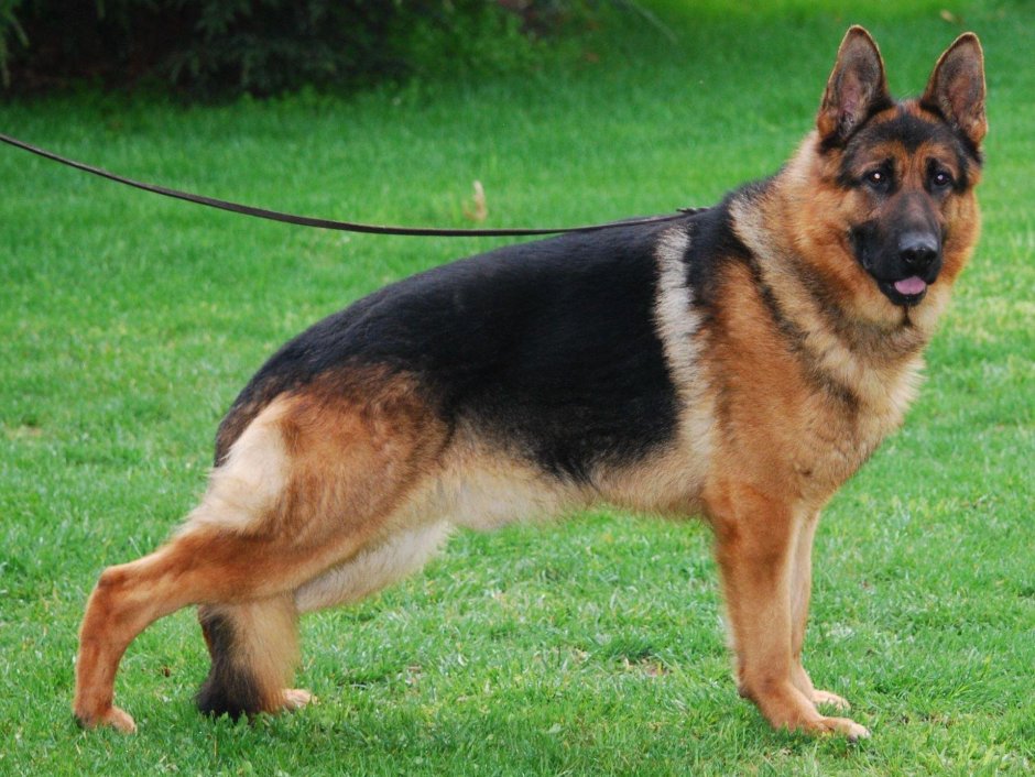 Таблица окрасов немецких овчарок