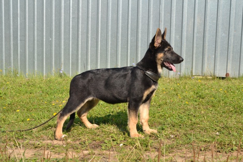 Немецкая овчарка чепрачного окраса