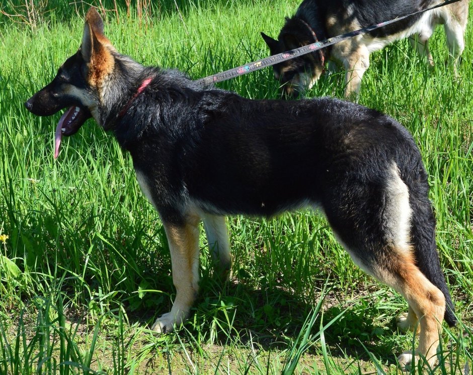 Чепрак овчарка