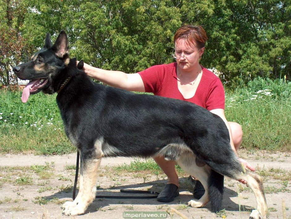 Немецкая овчарка чепрачная длинношерстная