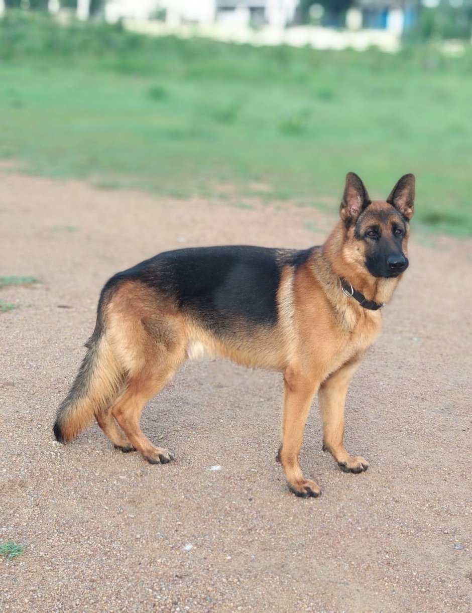 Восточно европейская овчарка чепрачная