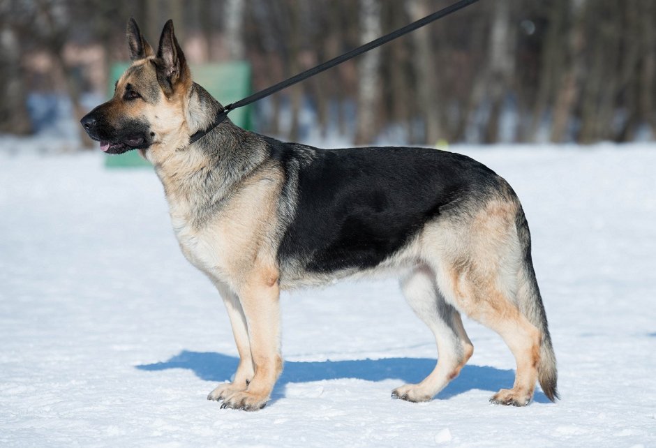 Немецкая овчарка подпалый
