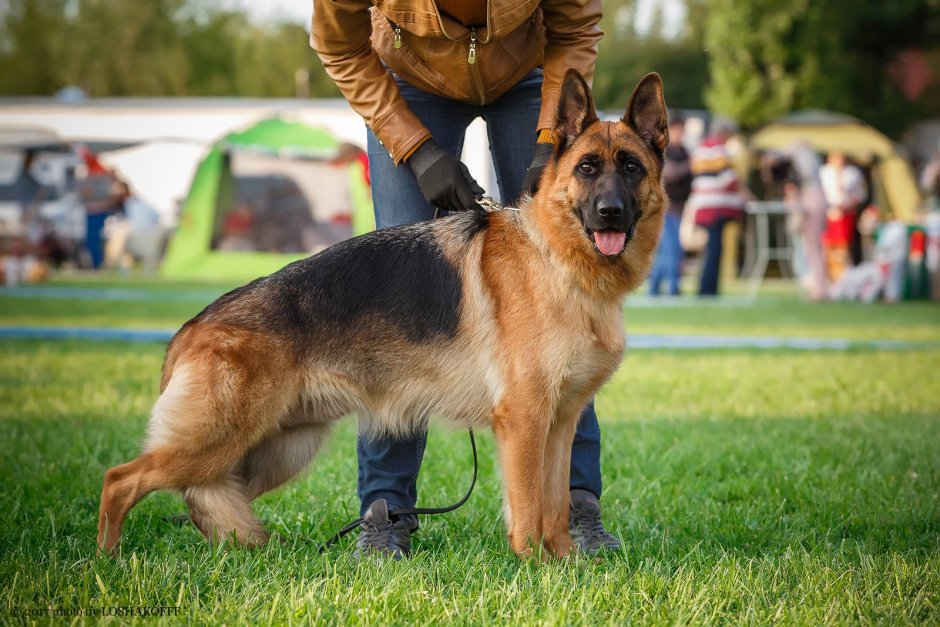 Собаки с чапранным окрасом
