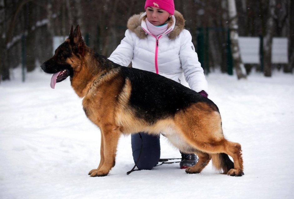 Чепрак немецкая овчарка
