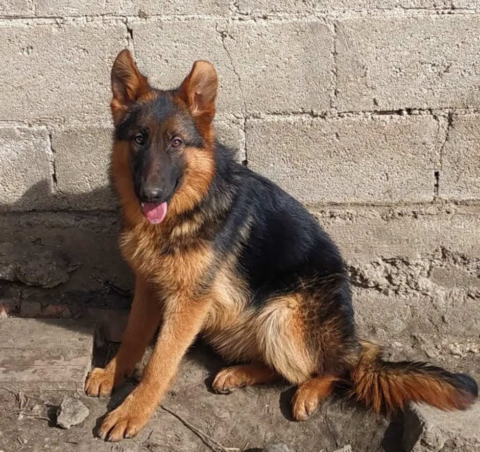 Чепрачная немецкая овчарка