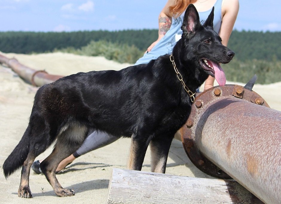 Немецкая овчарка светло чепрачный