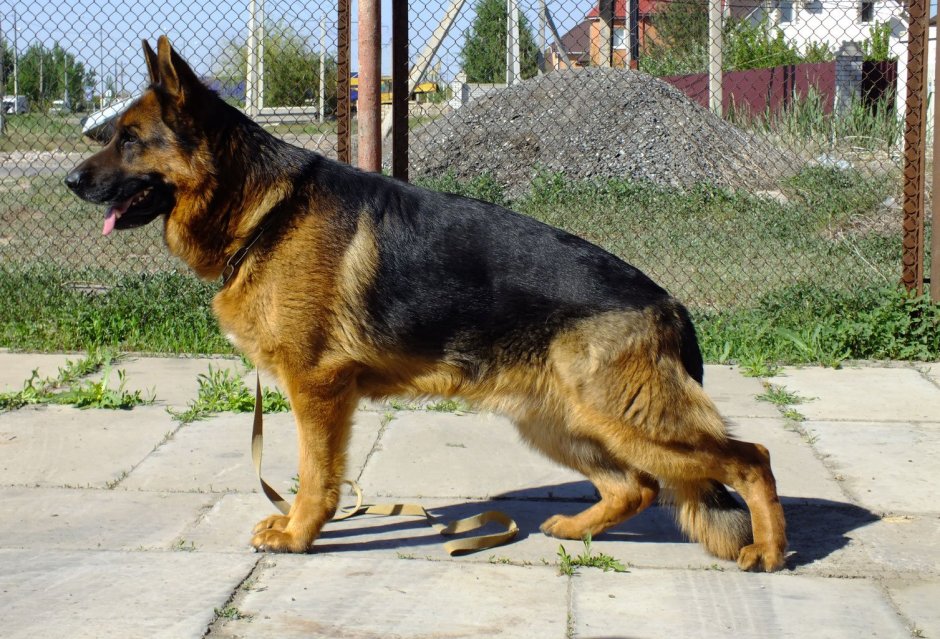 Восточноевропейская овчарка чепрачный