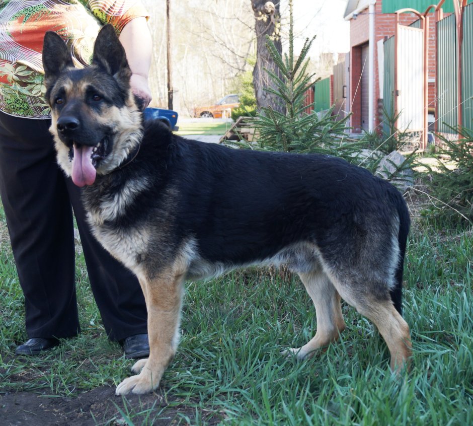 Арзуки овчарка