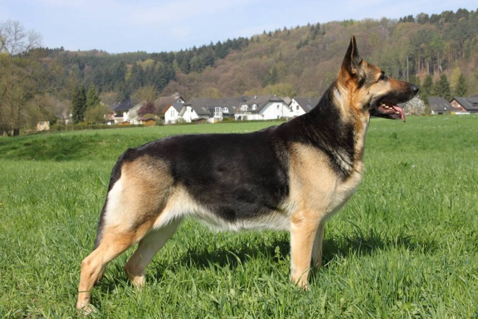 Старонемецкая овчарка длинношерстная