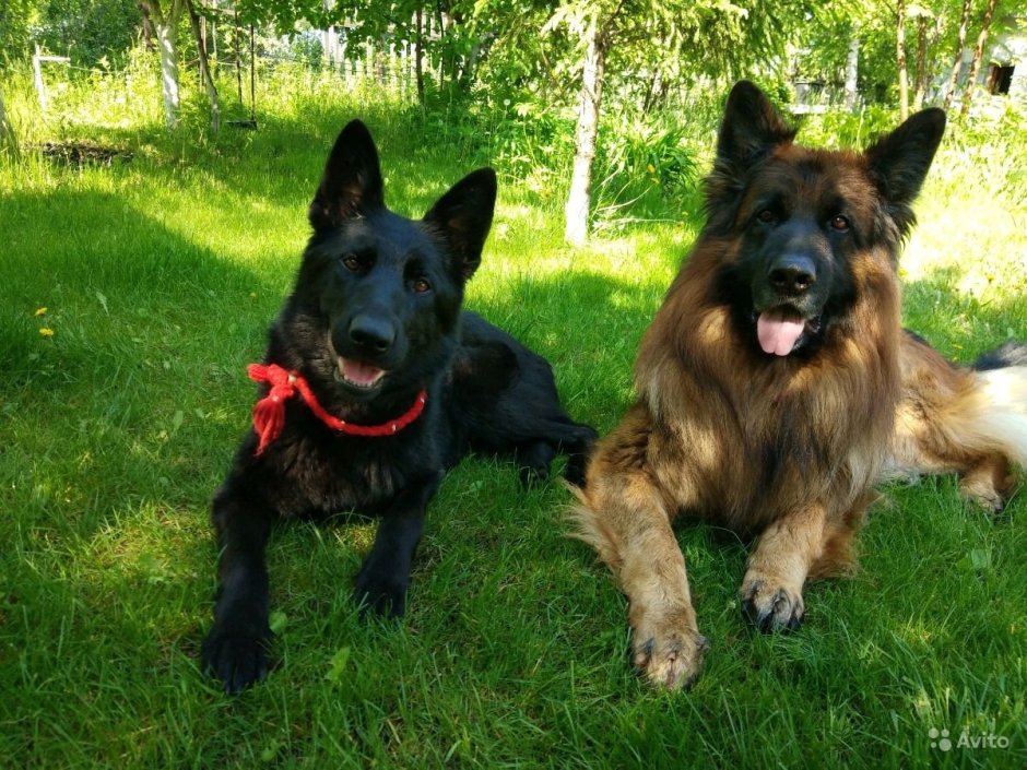 Восточно европейская овчарка чепрачная короткошерстная