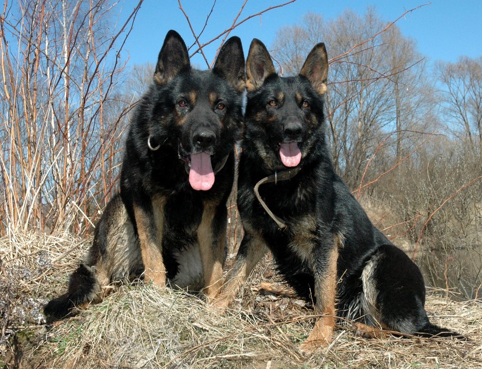 Чепрачная немецкая овчарка