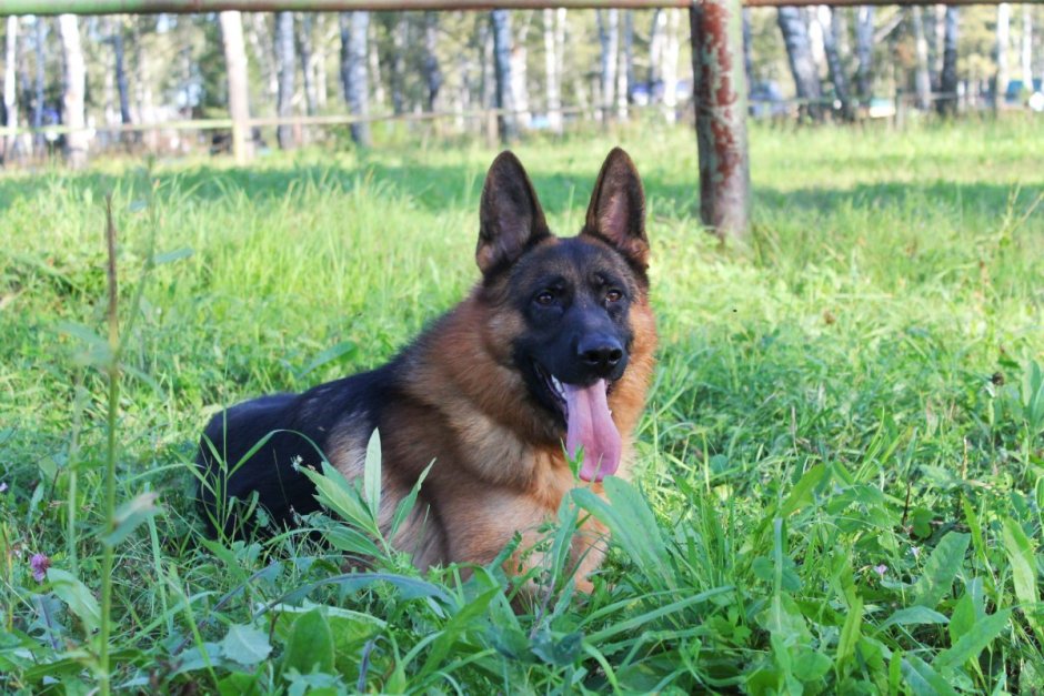 Немецкая овчарка чепрачная рабочая