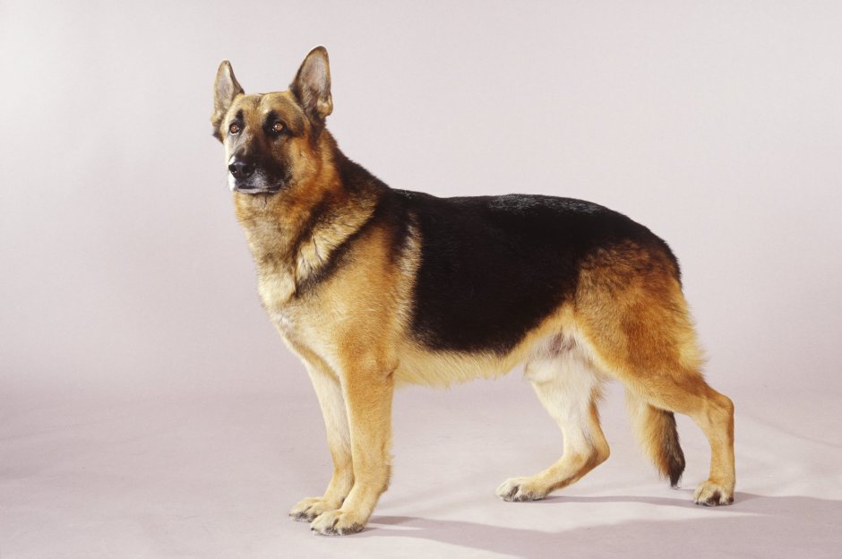 Восточноевропейская овчарка чепрачный