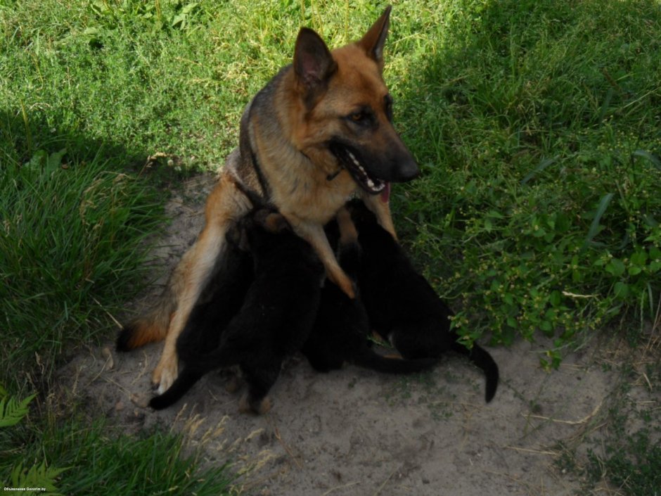 Чепрачная овчарка