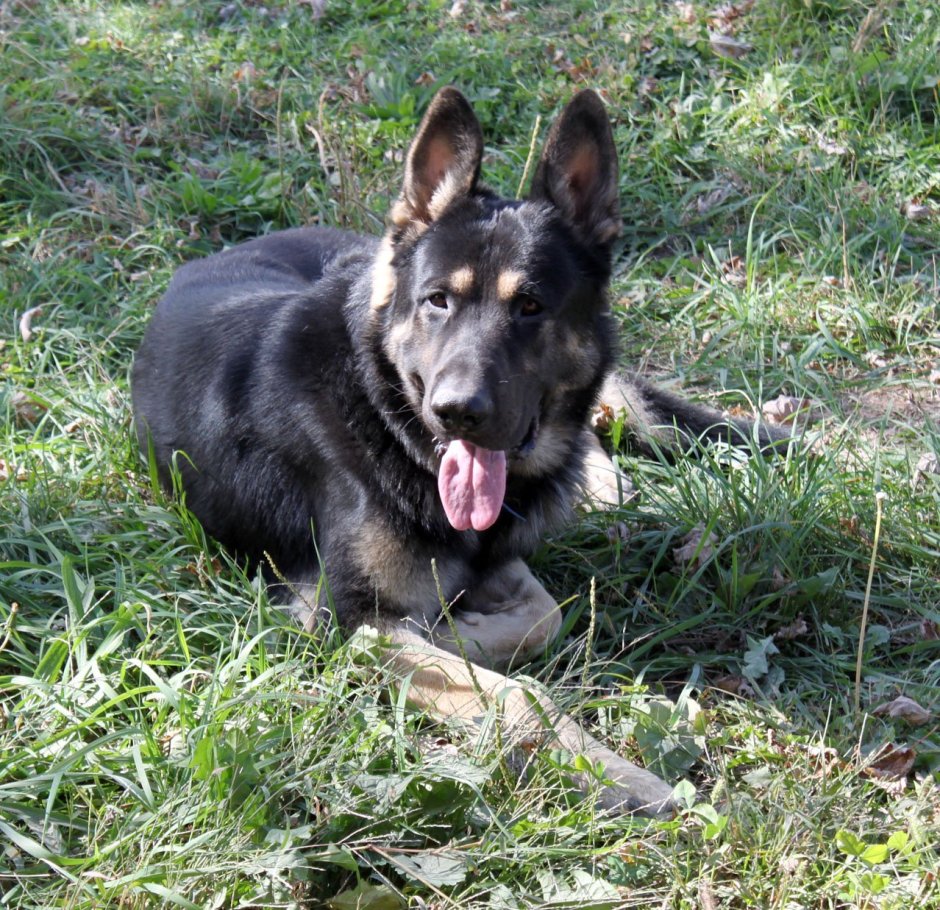 Немецкая овчарка Линда