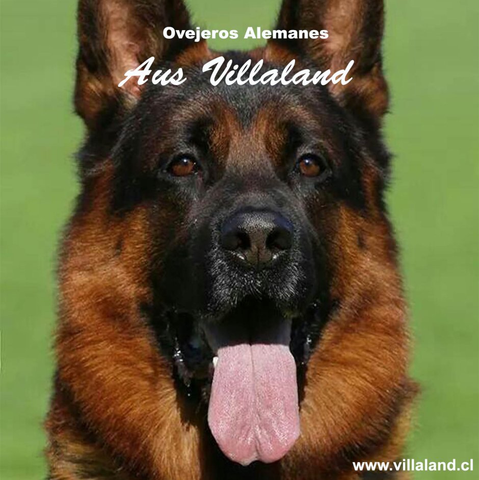 Немецкая овчарка зонарного окраса и чепрачного