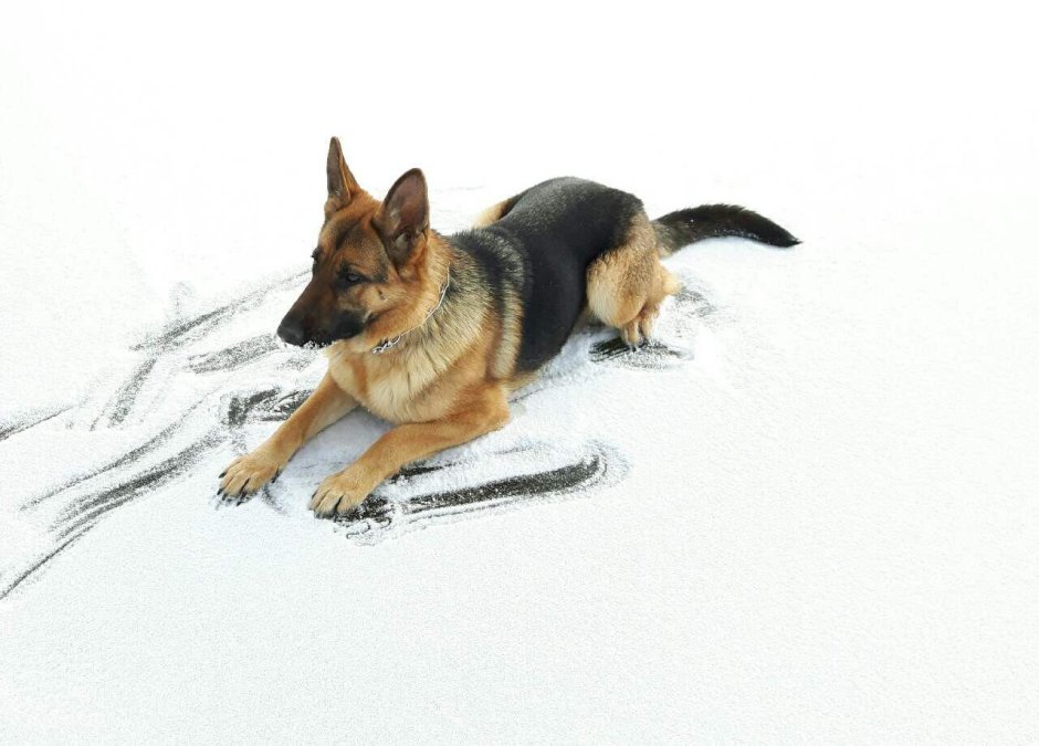 Восточно-европейская овчарка чепрак