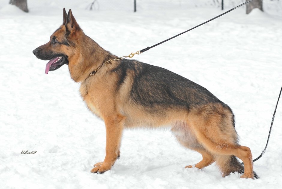 Чепрачная овчарка