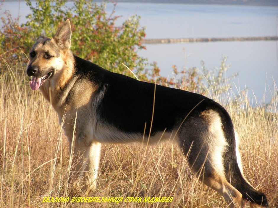 ВЕО черный подпалый