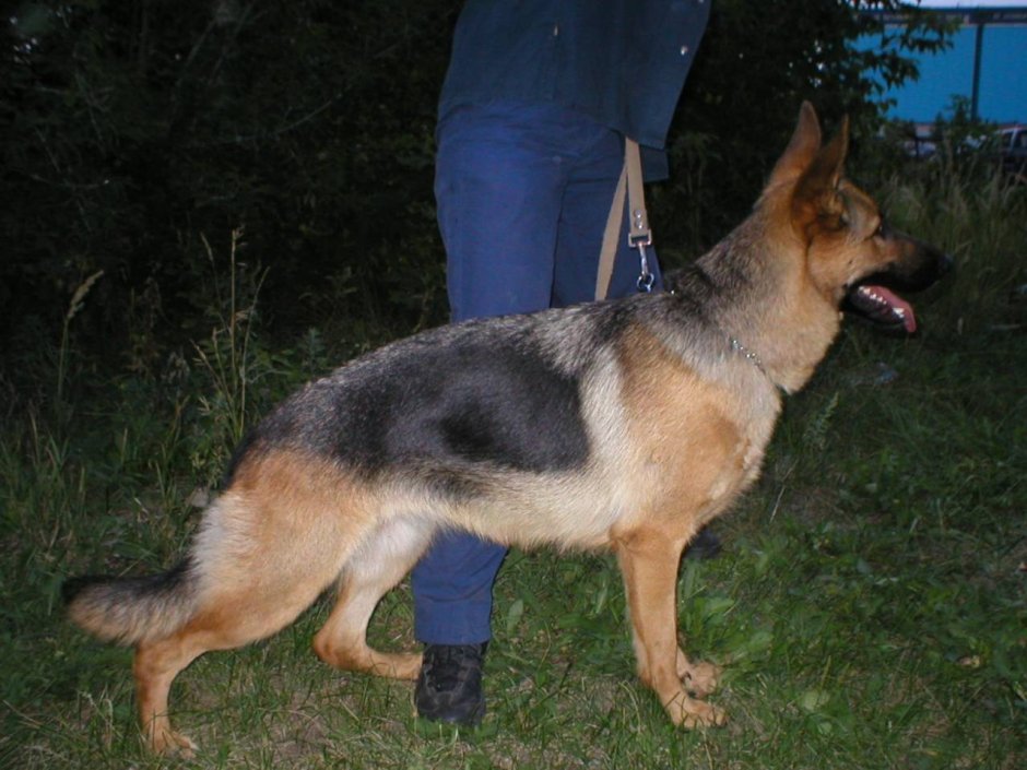 Немецкая овчарка чепрак длинношерстная