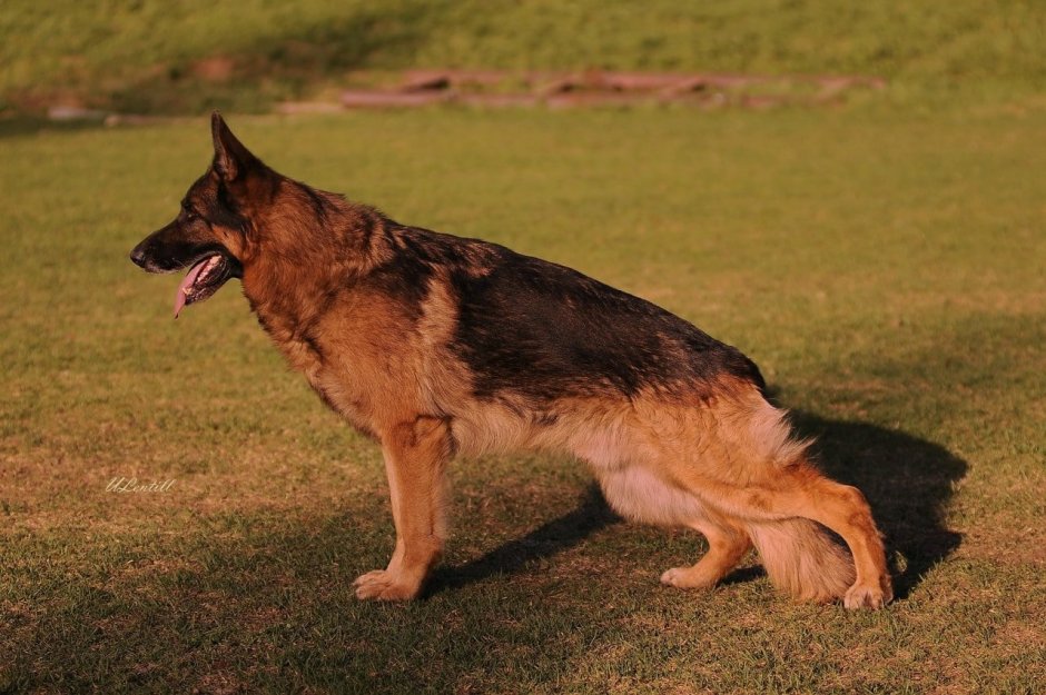 Восточноевропейская овчарка чепрачный