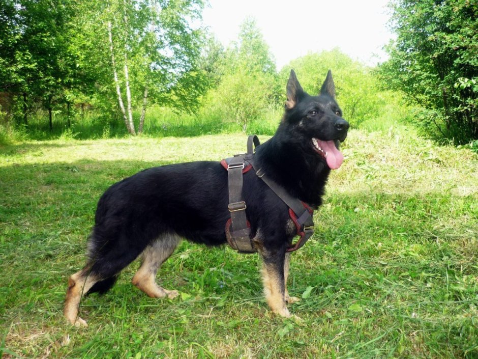 Черно подпалая немецкая овчарка