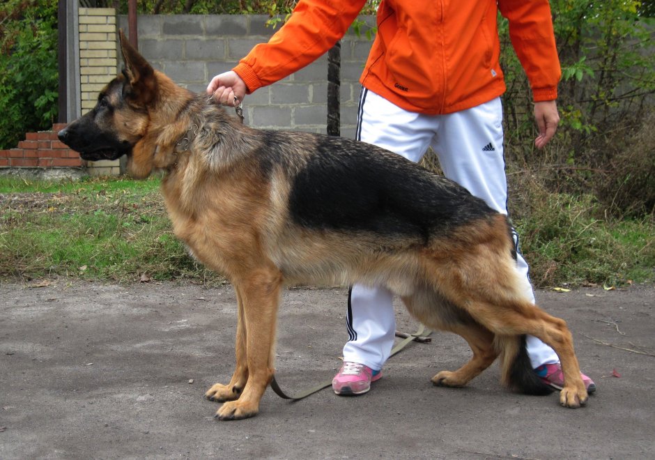 Восточноевропейская овчарка чепрачный