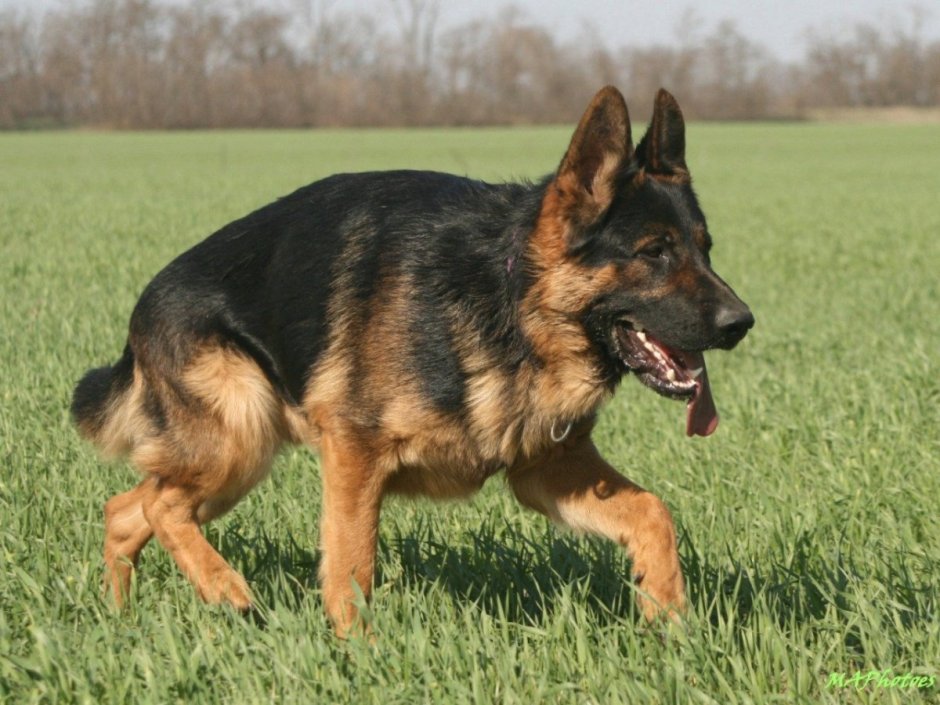 Немецкая овчарка чепрачного окраса