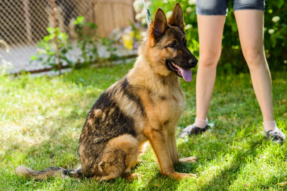 Чепрачно голубая овчарка