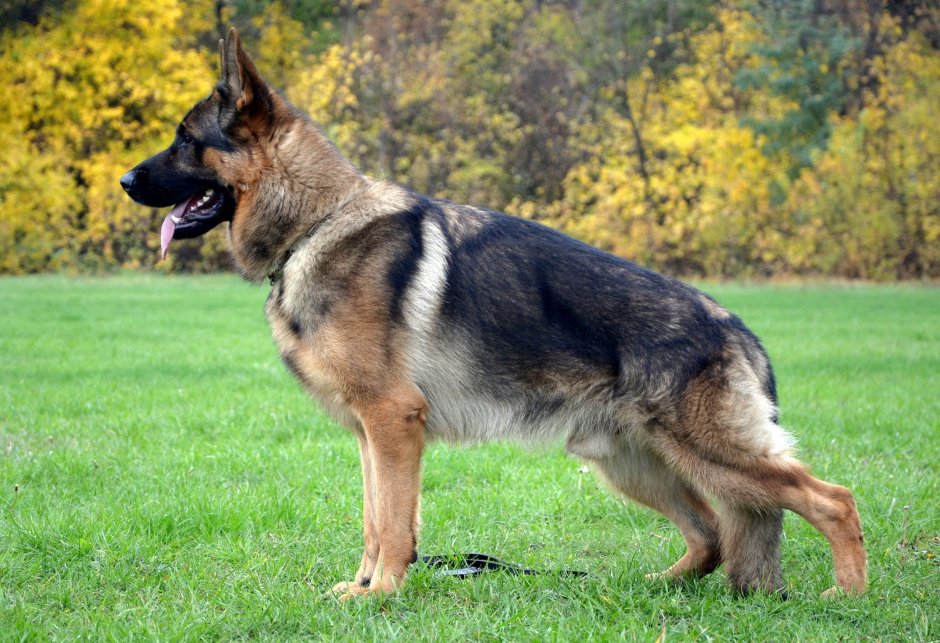 Немецкая овчарка окрас чепрак