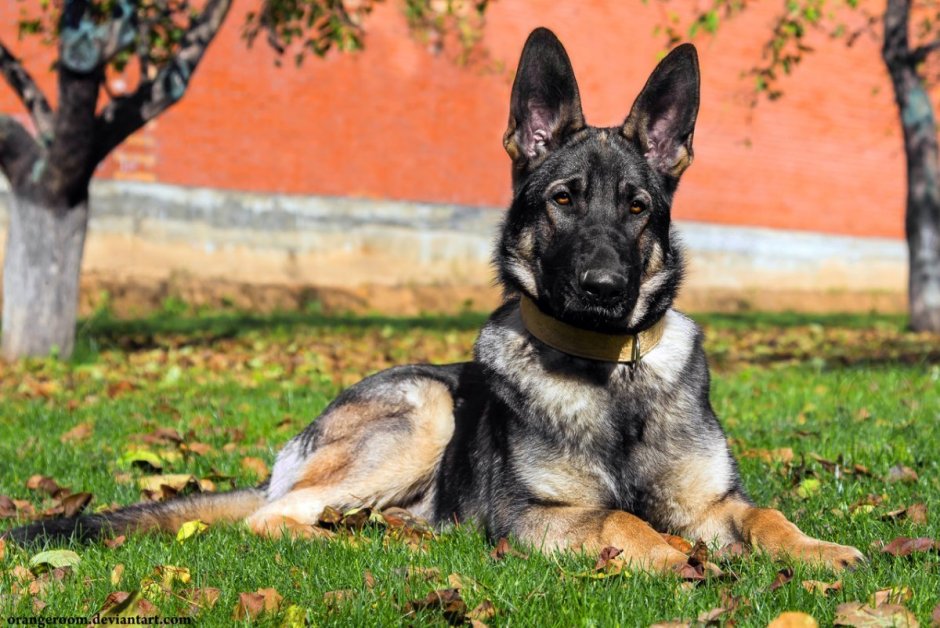 Чепрачная немецкая овчарка