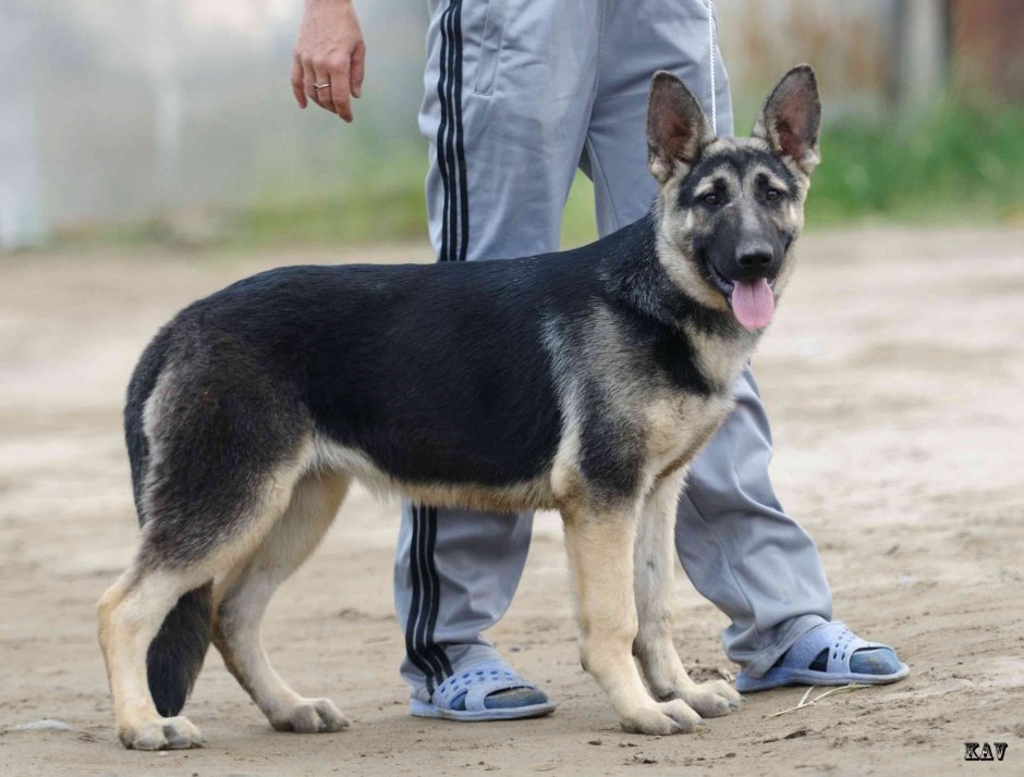 Чепрак овчарка