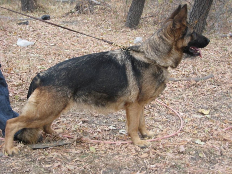 Восточно-европейская овчарка темный чепрак