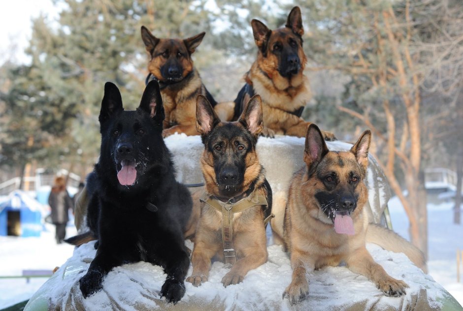 Рыжая зонарная Восточно-европейская овчарка