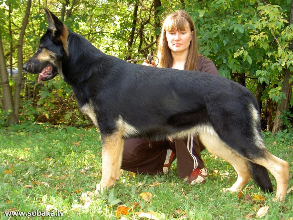 Черно подпалый немецкая овчарка