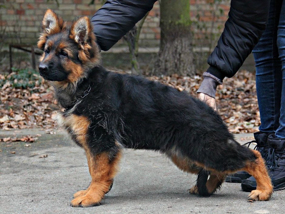 Немецкая овчарка чепрачного окраса