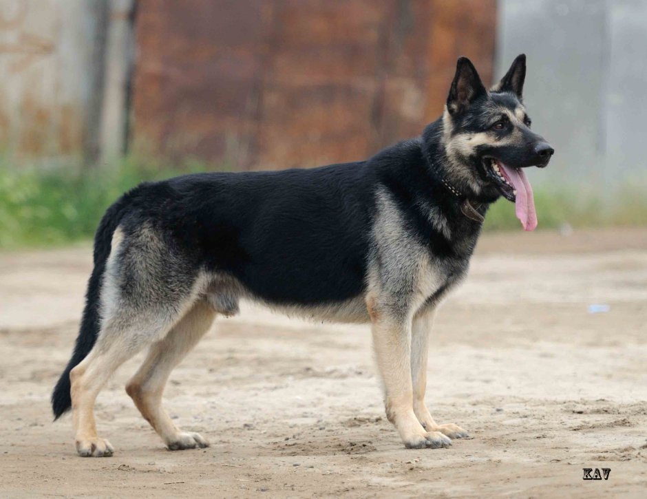 Чепрачная немецкая овчарка