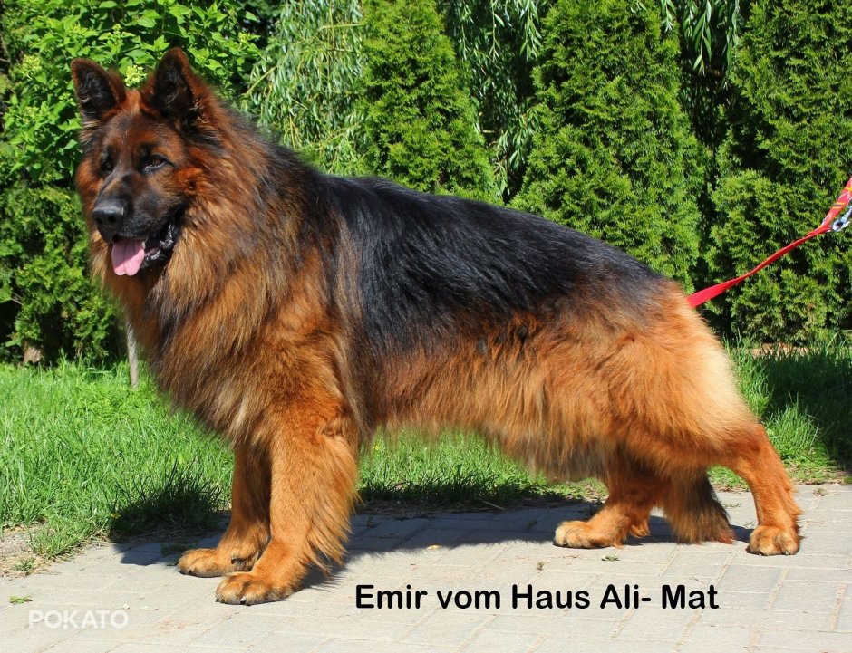 Немецкая овчарка агути