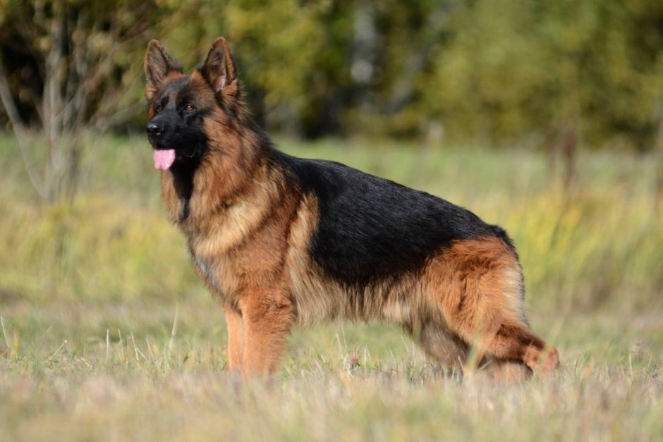 Чепрачная немецкая овчарка