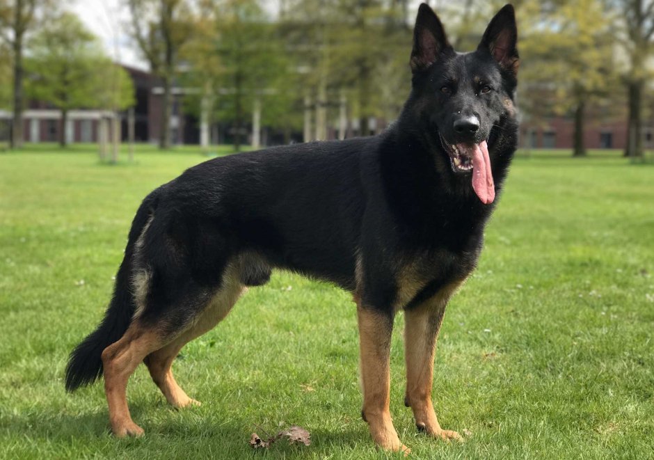 Немецкая овчарка чепрачного окраса