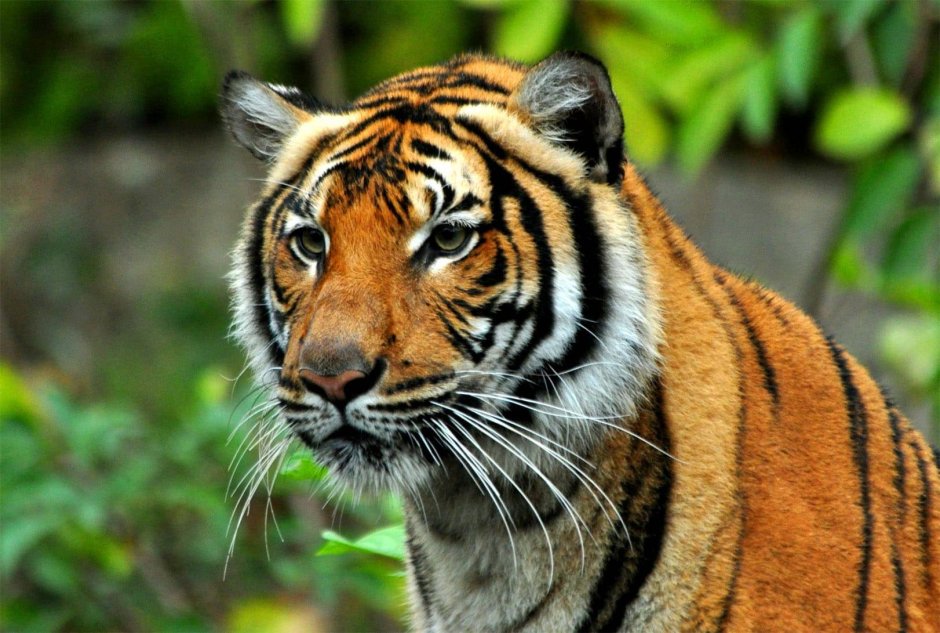 Малайский тигр (Panthera Tigris Jacksoni)