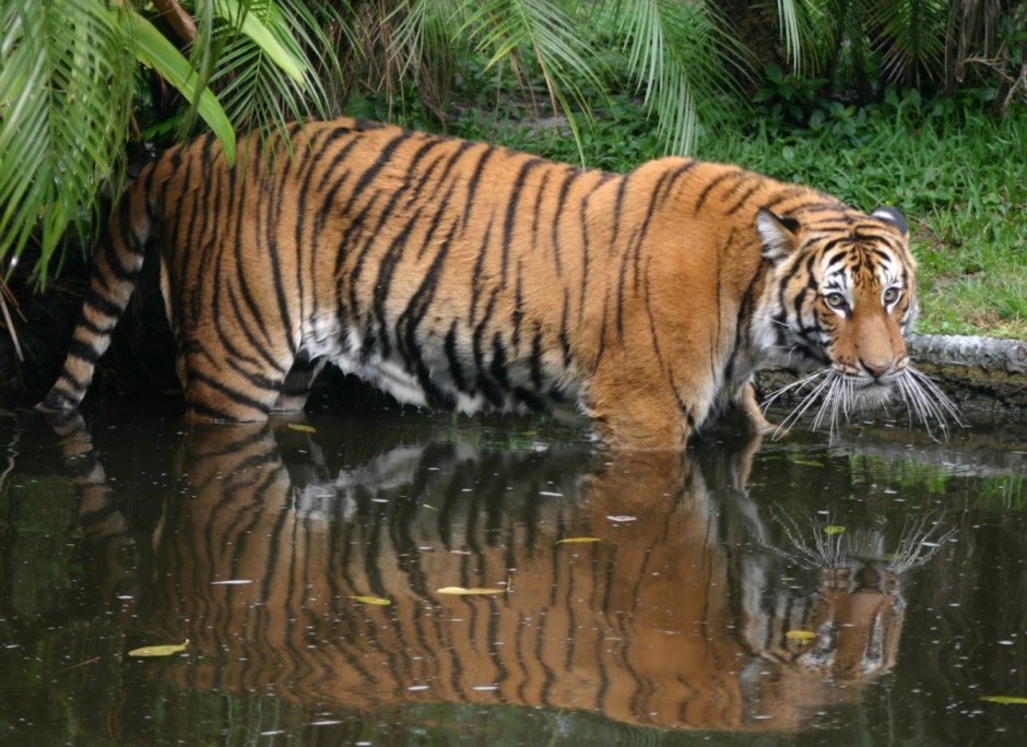 Малайский тигр (Panthera Tigris Jacksoni)